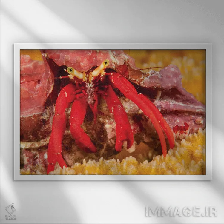 تابلو Paguristes Cadenati, Off The Island Of Bonaire In The Caribbean,خرچنگ هرمی پای سرخ، جزیره بونایر، کارائیب اثر دیوید فلیتهام - نمای قابدار سفید