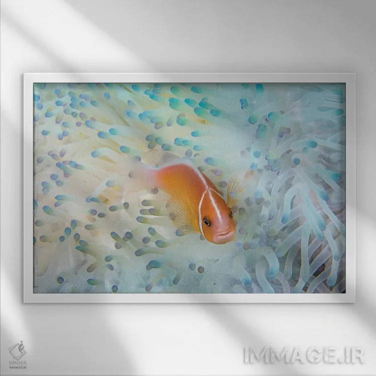 تابلو Amphiprion Perideraion, In An Anemone That Is Bleaching From High Ocean Temperatures,ماهی دلقک صورتی در شقایق دریایی سفیدشده به علت گرمای آب اثر دیوید فلیتهام - نمای قابدار سفید