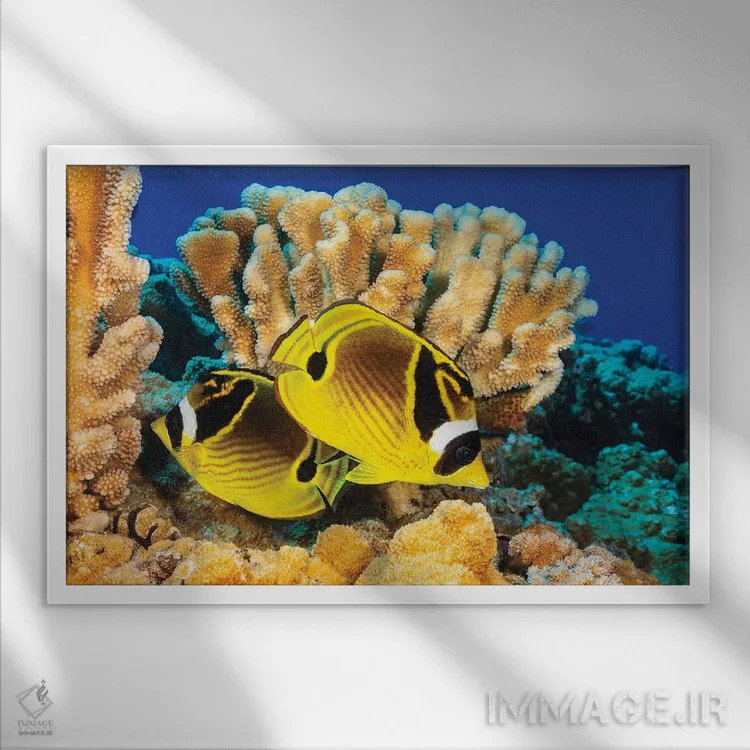 تابلو Chaetodon Lunula, Swimming By Hard Coral, Hawaii,یک جفت ماهی پروانهای راکون، کنار مرجانهای سخت، هاوایی اثر دیوید فلیتهام - نمای قابدار سفید