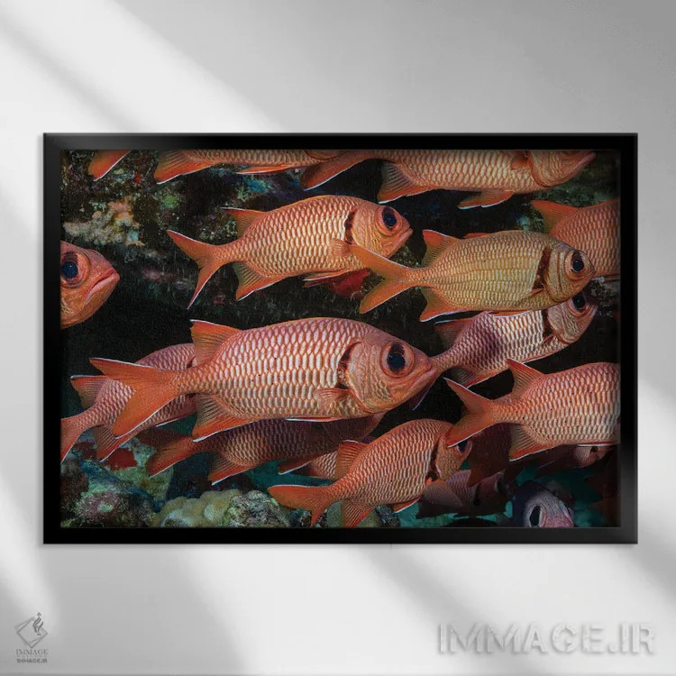 تابلو Myripristis Kuntee Hawaii,یک گروه ماهی سرباز نوارشانهای، هاوایی اثر دیوید فلیتهام - نمای قابدار مشکی