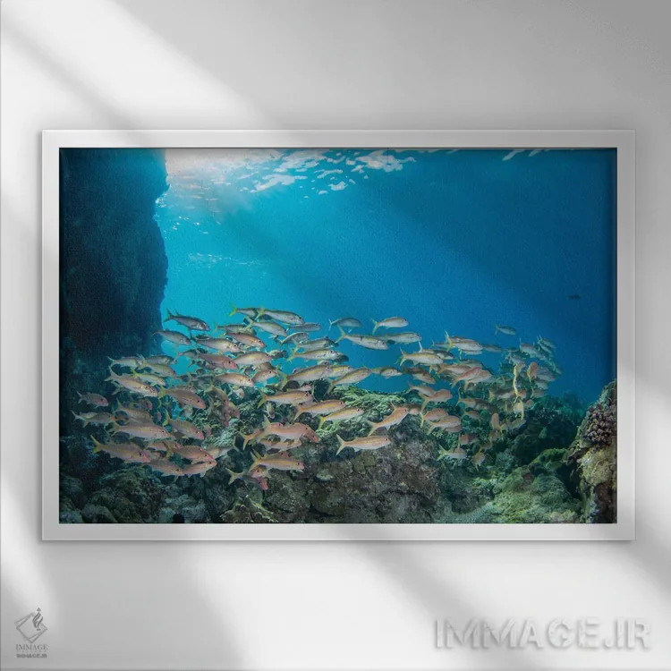 تابلو Mulloidichthys Vanicolensis, Hawaii,یک گروه ماهی بز زردباله، هاوایی اثر دیوید فلیتهام - نمای قابدار سفید