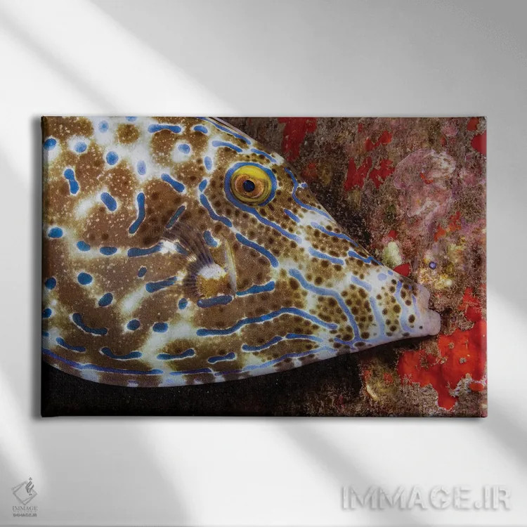 تابلو Aluterus Scriptus, Biting Onto The Reef To Stay In One Place, Hawaii,ماهی ملفیش خطدار، در حال گاز گرفتن مرجان، هاوایی اثر دیوید فلیتهام - نمای روبهرو روی دیوار