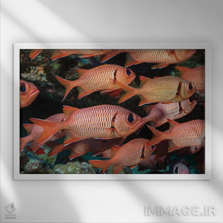 تابلو Myripristis Kuntee Hawaii,یک گروه ماهی سرباز نوارشانهای، هاوایی اثر دیوید فلیتهام - نمای قابدار سفید