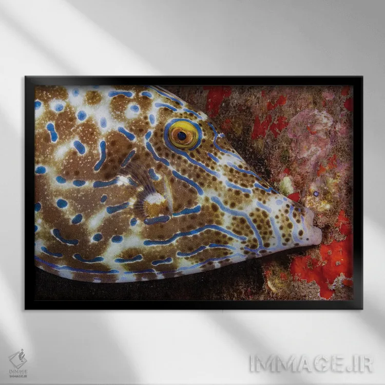 تابلو Aluterus Scriptus, Biting Onto The Reef To Stay In One Place, Hawaii,ماهی ملفیش خطدار، در حال گاز گرفتن مرجان، هاوایی اثر دیوید فلیتهام - نمای قابدار مشکی