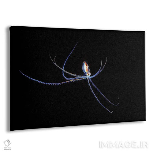 تابلو گونه هشتپای کوچک و مهاجر در دریای مرجانی، استرالیا (شب) اثر دیوید فلیتهام - نمای پرسپکتیو محصول