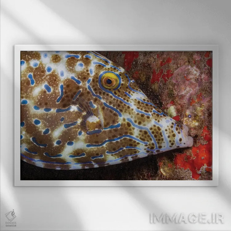 تابلو Aluterus Scriptus, Biting Onto The Reef To Stay In One Place, Hawaii,ماهی ملفیش خطدار، در حال گاز گرفتن مرجان، هاوایی اثر دیوید فلیتهام - نمای قابدار سفید
