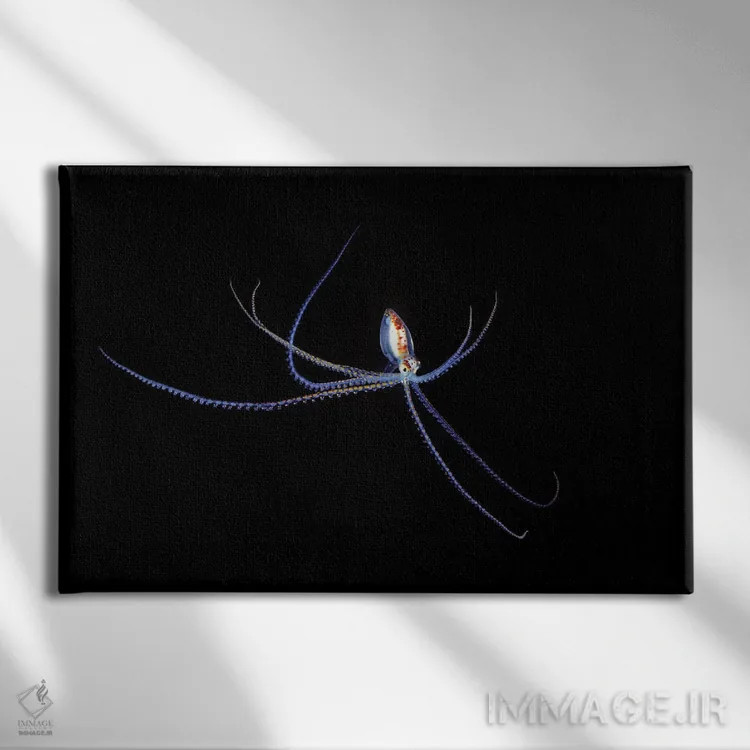 تابلو گونه هشتپای کوچک و مهاجر در دریای مرجانی، استرالیا (شب) اثر دیوید فلیتهام - نمای روبهرو روی دیوار