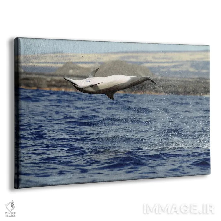 تابلو Stenella Longirostris, Performs An Aerobatic Leap In The Waters Off Of Hawaii I,دلفین چرخان در پرش آکروباتیک، آبهای هاوایی I اثر دیوید فلیتهام - نمای پرسپکتیو محصول