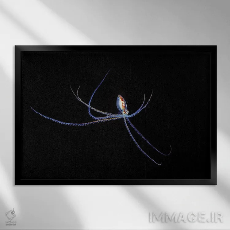 تابلو گونه هشتپای کوچک و مهاجر در دریای مرجانی، استرالیا (شب) اثر دیوید فلیتهام - نمای قابدار مشکی