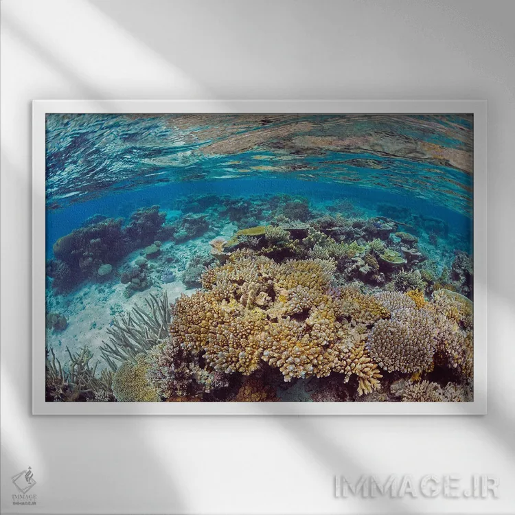تابلو Fiji,منظره آبهای کمعمق صخره مرجانی، جزیره کادااو، فیجی اثر دیوید فلیتهام - نمای قابدار سفید