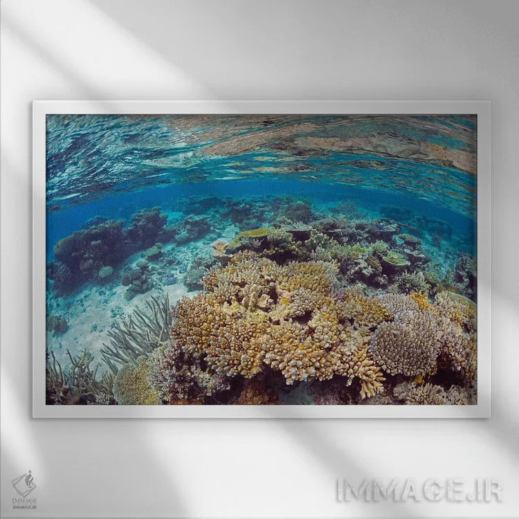 تابلو Fiji,منظره آبهای کمعمق صخره مرجانی، جزیره کادااو، فیجی اثر دیوید فلیتهام - نمای قابدار سفید