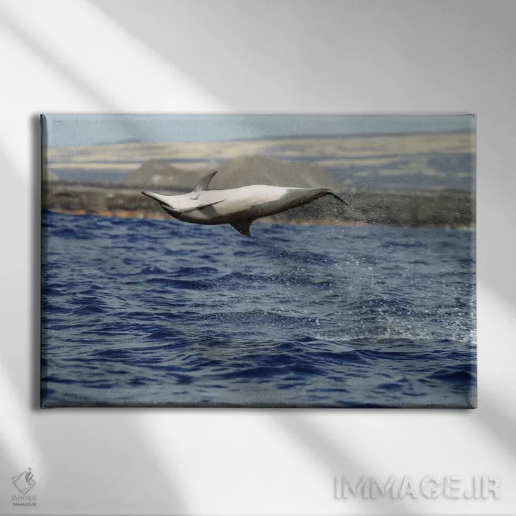 تابلو Stenella Longirostris, Performs An Aerobatic Leap In The Waters Off Of Hawaii I,دلفین چرخان در پرش آکروباتیک، آبهای هاوایی I اثر دیوید فلیتهام - نمای روبهرو روی دیوار