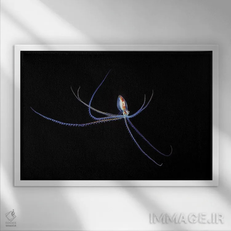 تابلو گونه هشتپای کوچک و مهاجر در دریای مرجانی، استرالیا (شب) اثر دیوید فلیتهام - نمای قابدار سفید