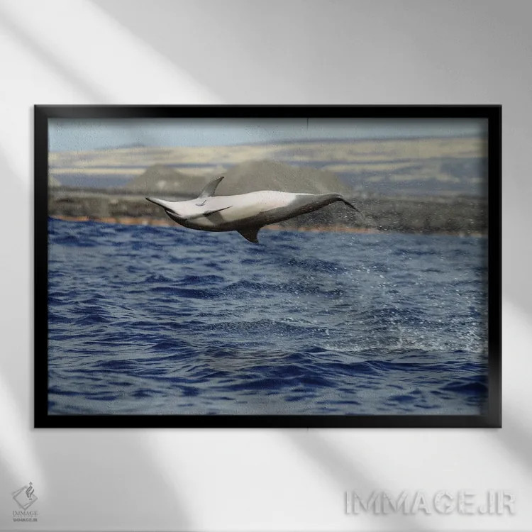 تابلو Stenella Longirostris, Performs An Aerobatic Leap In The Waters Off Of Hawaii I,دلفین چرخان در پرش آکروباتیک، آبهای هاوایی I اثر دیوید فلیتهام - نمای قابدار مشکی