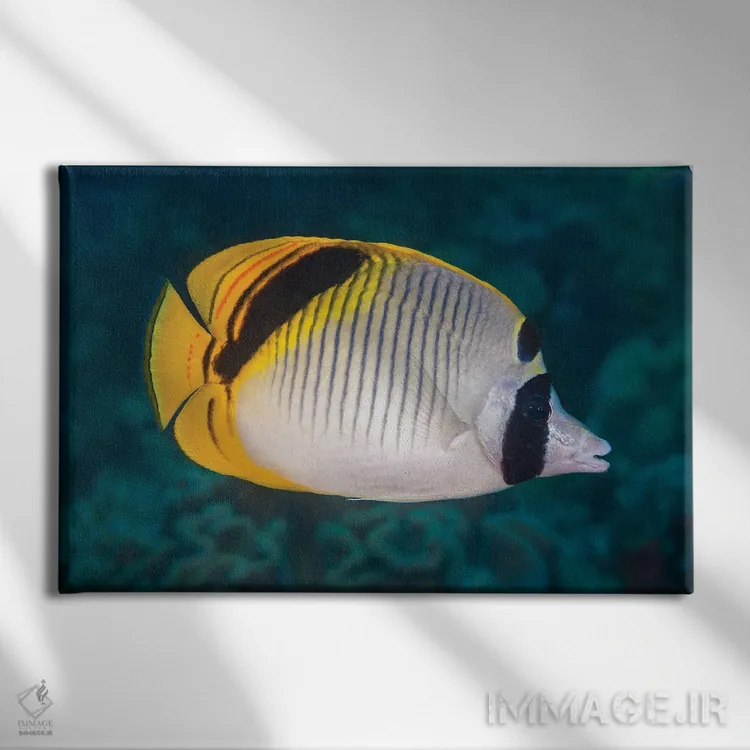 تابلو Chaetodon Oxycephalus, Raja Ampat, Indonesia,ماهی پروانهای گردنخالدار، راجا آمپات، اندونزی اثر دیوید فلیتهام - نمای روبهرو روی دیوار