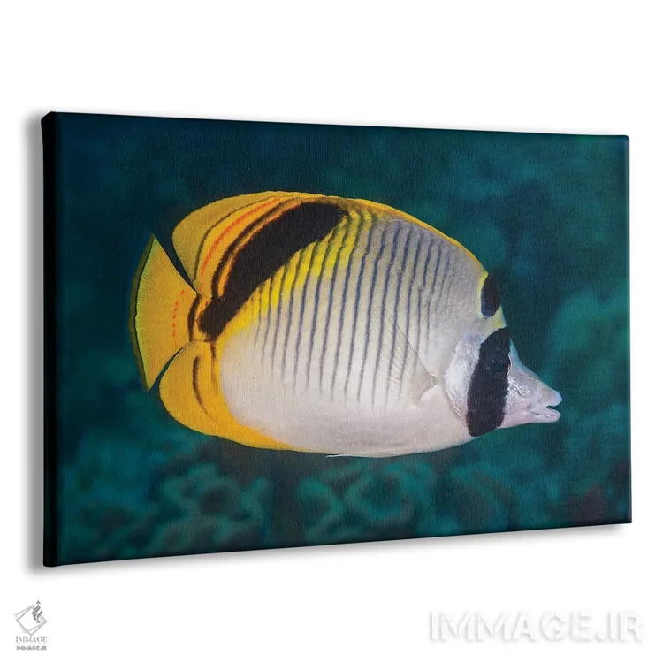تابلو Chaetodon Oxycephalus, Raja Ampat, Indonesia,ماهی پروانهای گردنخالدار، راجا آمپات، اندونزی اثر دیوید فلیتهام - نمای پرسپکتیو محصول