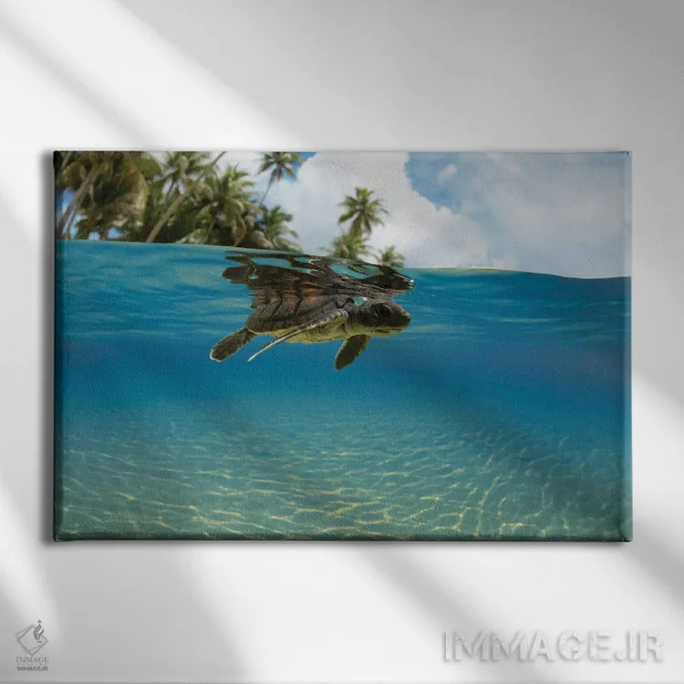 تابلو Micronesia,نمای دوگانه تولد نوزاد لاکپشت سبز دریایی وارد اقیانوس، جزیره یاپ، میکرونزی اثر دیوید فلیتهام - نمای روبهرو روی دیوار