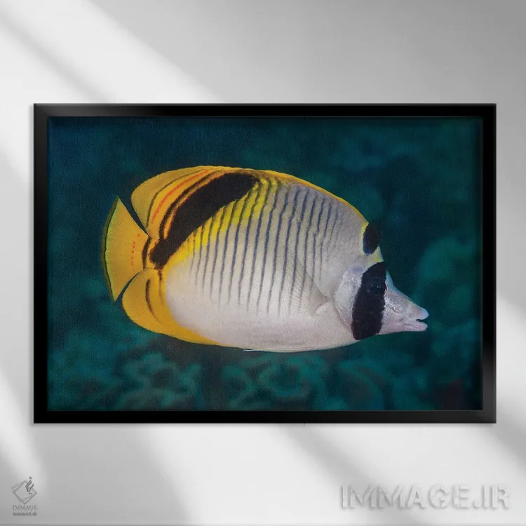 تابلو Chaetodon Oxycephalus, Raja Ampat, Indonesia,ماهی پروانهای گردنخالدار، راجا آمپات، اندونزی اثر دیوید فلیتهام - نمای قابدار مشکی