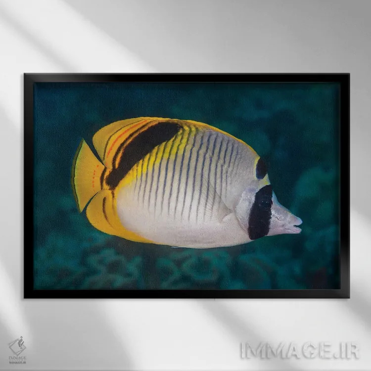 تابلو Chaetodon Oxycephalus, Raja Ampat, Indonesia,ماهی پروانهای گردنخالدار، راجا آمپات، اندونزی اثر دیوید فلیتهام - نمای قابدار مشکی