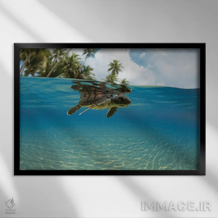 تابلو Micronesia,نمای دوگانه تولد نوزاد لاکپشت سبز دریایی وارد اقیانوس، جزیره یاپ، میکرونزی اثر دیوید فلیتهام - نمای قابدار مشکی