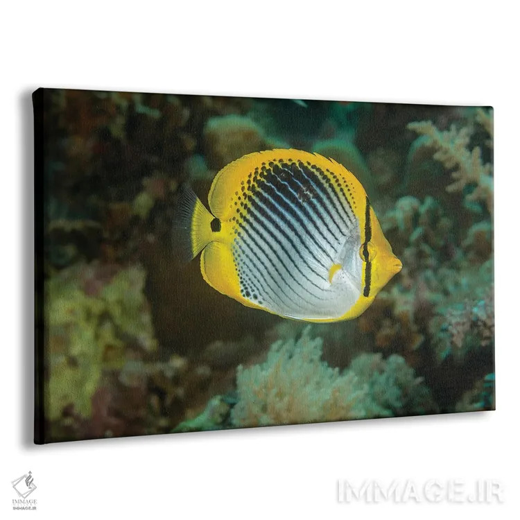 تابلو Chaetodon Ocellicaudus, Philippines,ماهی پروانهای دمخالدار، فیلیپین اثر دیوید فلیتهام - نمای پرسپکتیو محصول