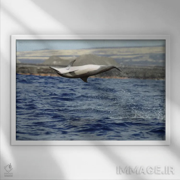 تابلو Stenella Longirostris, Performs An Aerobatic Leap In The Waters Off Of Hawaii I,دلفین چرخان در پرش آکروباتیک، آبهای هاوایی I اثر دیوید فلیتهام - نمای قابدار سفید