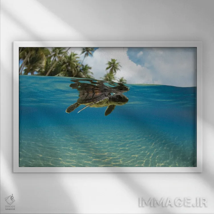 تابلو Micronesia,نمای دوگانه تولد نوزاد لاکپشت سبز دریایی وارد اقیانوس، جزیره یاپ، میکرونزی اثر دیوید فلیتهام - نمای قابدار سفید