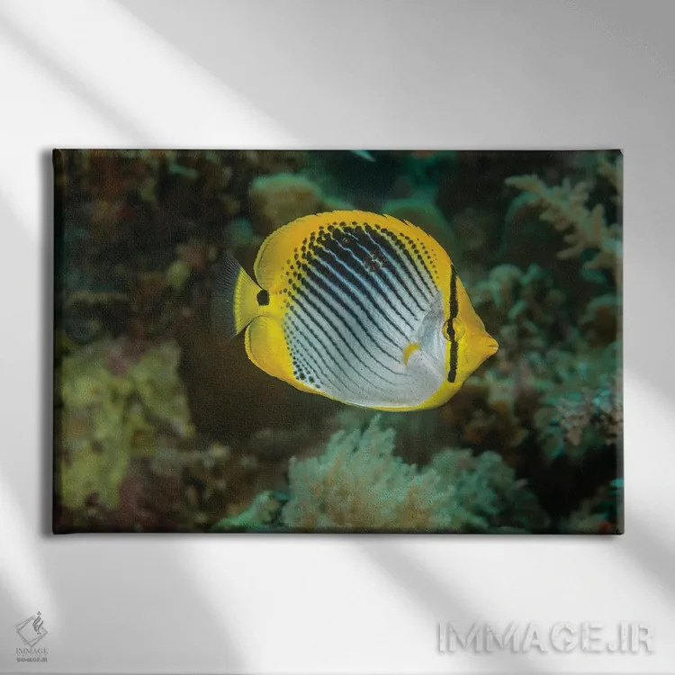 تابلو Chaetodon Ocellicaudus, Philippines,ماهی پروانهای دمخالدار، فیلیپین اثر دیوید فلیتهام - نمای روبهرو روی دیوار