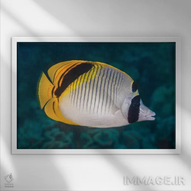 تابلو Chaetodon Oxycephalus, Raja Ampat, Indonesia,ماهی پروانهای گردنخالدار، راجا آمپات، اندونزی اثر دیوید فلیتهام - نمای قابدار سفید