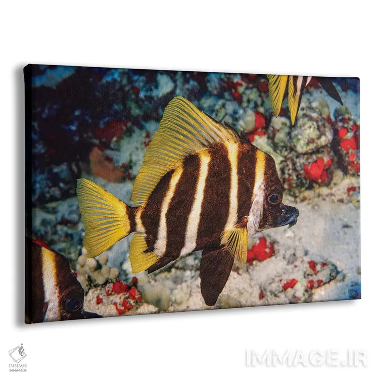 تابلو Evistias Acutirostris, Off The Hawaiian Islands,ماهی گراز راهراه (یا سبیلو)، جزایر هاوایی اثر دیوید فلیتهام - نمای پرسپکتیو محصول