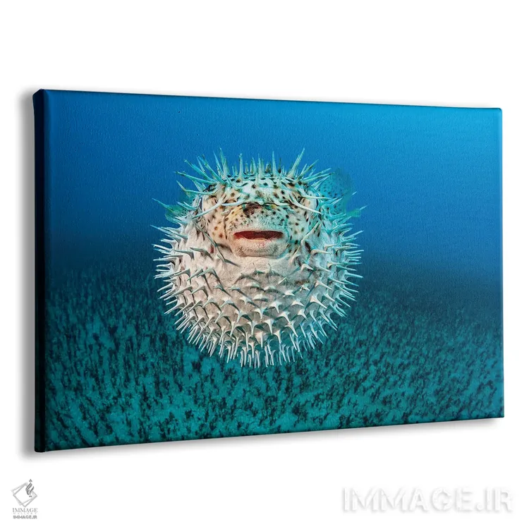 تابلو Diodon Hystrix, Hawaii II,ماهی ماهیخار خالدار، هاوایی II اثر دیوید فلیتهام - نمای پرسپکتیو محصول