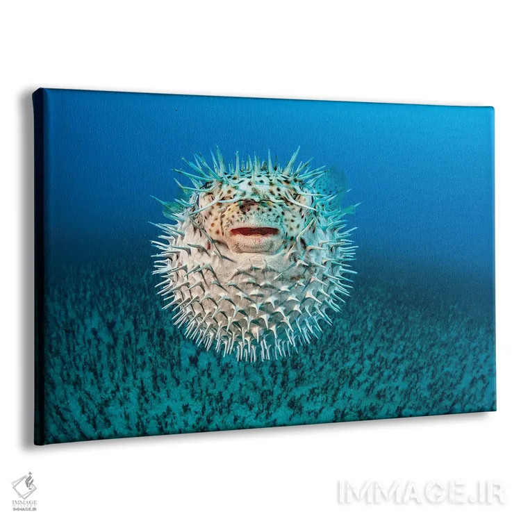 تابلو Diodon Hystrix, Hawaii II,ماهی ماهیخار خالدار، هاوایی II اثر دیوید فلیتهام - نمای پرسپکتیو محصول