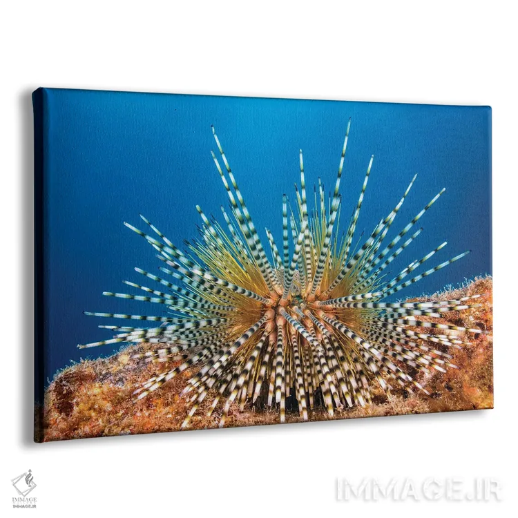 تابلو Echinothrix Calamaris, Hawaii,یونجه دریایی راه‌راه جوان، هاوایی اثر دیوید فلیتهام - نمای پرسپکتیو محصول