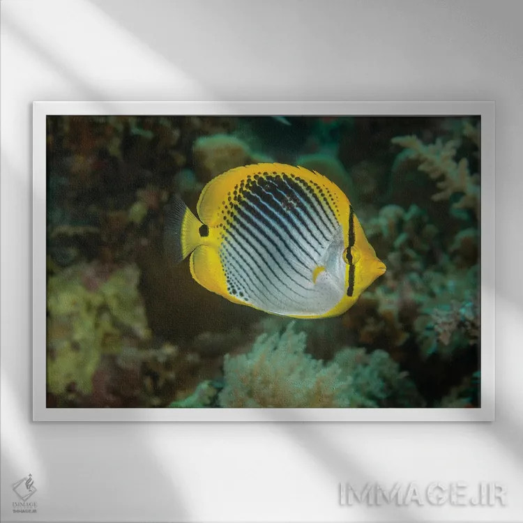 تابلو Chaetodon Ocellicaudus, Philippines,ماهی پروانهای دمخالدار، فیلیپین اثر دیوید فلیتهام - نمای قابدار سفید