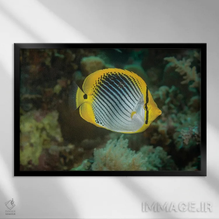 تابلو Chaetodon Ocellicaudus, Philippines,ماهی پروانهای دمخالدار، فیلیپین اثر دیوید فلیتهام - نمای قابدار مشکی