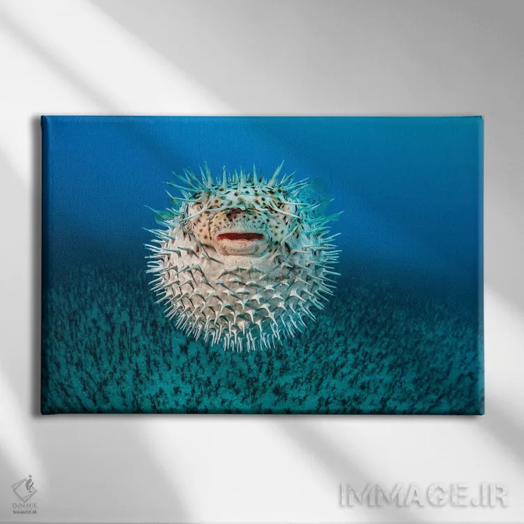 تابلو Diodon Hystrix, Hawaii II,ماهی ماهیخار خالدار، هاوایی II اثر دیوید فلیتهام - نمای روبهرو روی دیوار