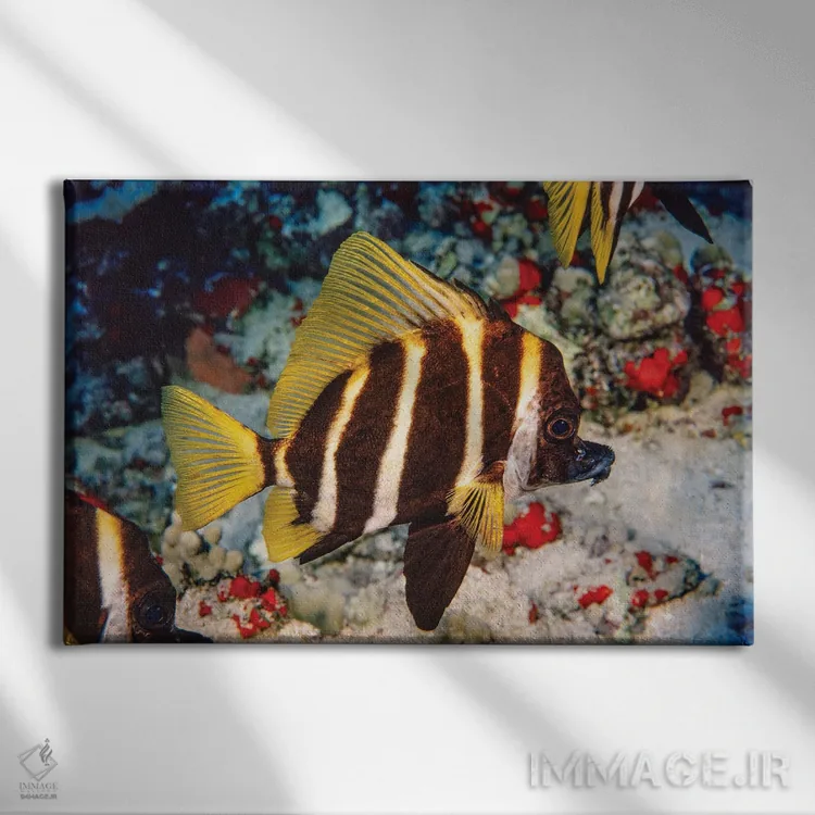 تابلو Evistias Acutirostris, Off The Hawaiian Islands,ماهی گراز راهراه (یا سبیلو)، جزایر هاوایی اثر دیوید فلیتهام - نمای روبهرو روی دیوار