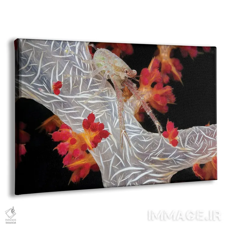 تابلو Raja Ampat, Indonesia,خرچنگ کوتاه در حال حمل تخم روی مرجان آلسیوناریا، راجا آمپات، اندونزی اثر دیوید فلیتهام - نمای پرسپکتیو محصول