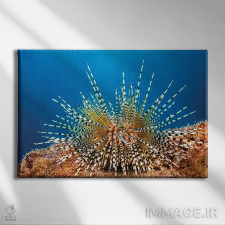 تابلو Echinothrix Calamaris, Hawaii,یونجه دریایی راهراه جوان، هاوایی اثر دیوید فلیتهام - نمای روبهرو روی دیوار