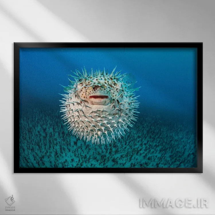 تابلو Diodon Hystrix, Hawaii II,ماهی ماهیخار خالدار، هاوایی II اثر دیوید فلیتهام - نمای قابدار مشکی