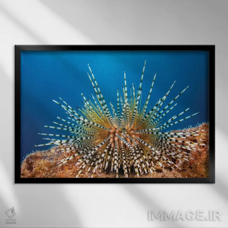 تابلو Echinothrix Calamaris, Hawaii,یونجه دریایی راهراه جوان، هاوایی اثر دیوید فلیتهام - نمای قابدار مشکی