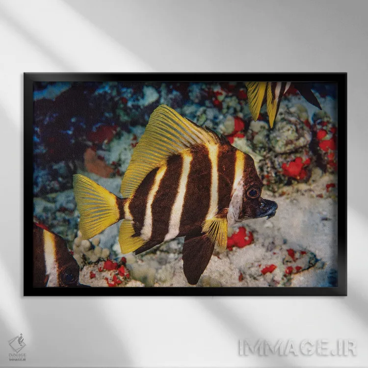 تابلو Evistias Acutirostris, Off The Hawaiian Islands,ماهی گراز راهراه (یا سبیلو)، جزایر هاوایی اثر دیوید فلیتهام - نمای قابدار مشکی