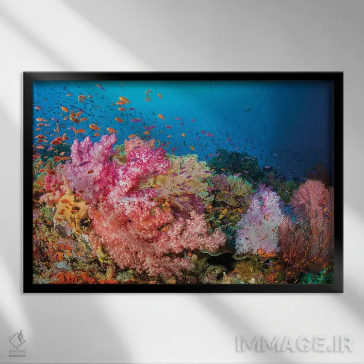 تابلو صخرههای آلسیوناریا و گورگونی با گله ماهی آنتیاس، غالب بر این صحنه صخرهای فیجی اثر دیوید فلیتهام - نمای قابدار مشکی