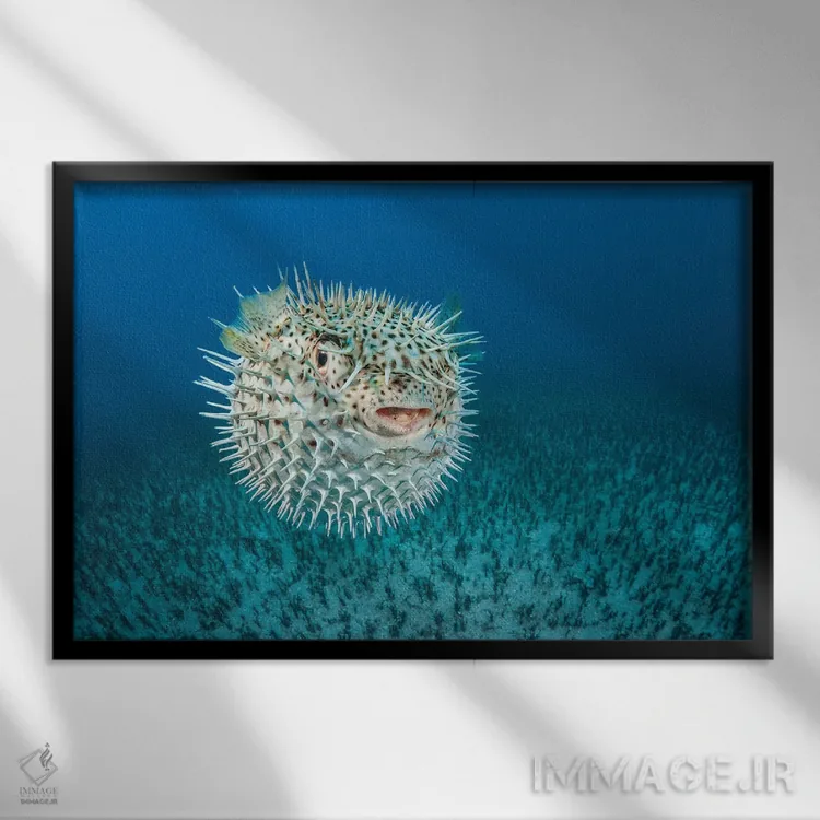 تابلو Diodon Hystrix, Hawaii I,ماهی ماهیخار خالدار، هاوایی I اثر دیوید فلیتهام - نمای قابدار مشکی