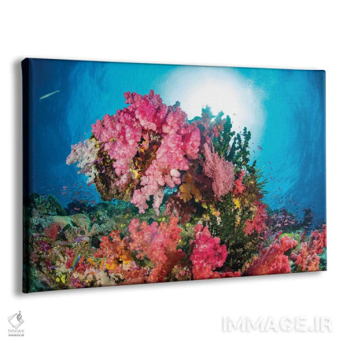 تابلو Fiji,آلسیوناریا و گورگونی همراه با ماهی آنتیاس، فیجی اثر دیوید فلیتهام - نمای پرسپکتیو محصول