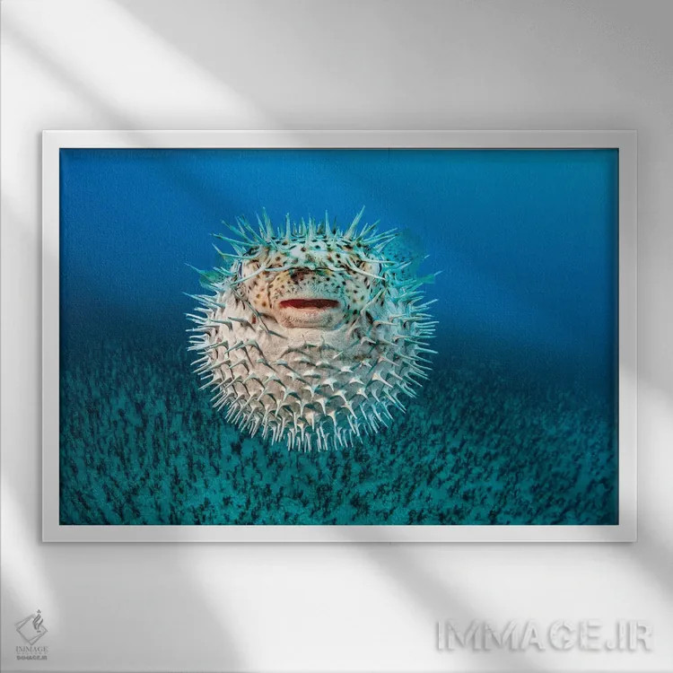 تابلو Diodon Hystrix, Hawaii II,ماهی ماهیخار خالدار، هاوایی II اثر دیوید فلیتهام - نمای قابدار سفید