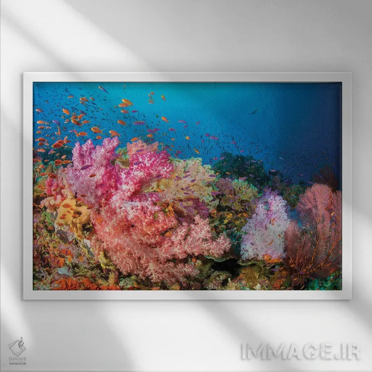 تابلو صخرههای آلسیوناریا و گورگونی با گله ماهی آنتیاس، غالب بر این صحنه صخرهای فیجی اثر دیوید فلیتهام - نمای قابدار سفید