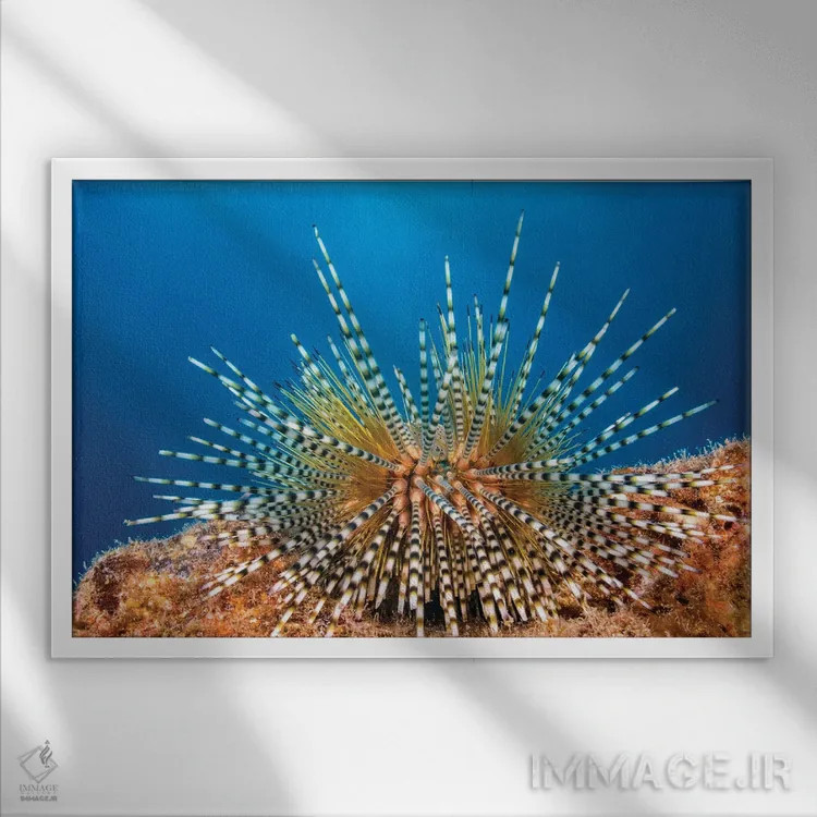تابلو Echinothrix Calamaris, Hawaii,یونجه دریایی راهراه جوان، هاوایی اثر دیوید فلیتهام - نمای قابدار سفید