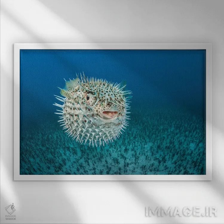 تابلو Diodon Hystrix, Hawaii I,ماهی ماهیخار خالدار، هاوایی I اثر دیوید فلیتهام - نمای قابدار سفید