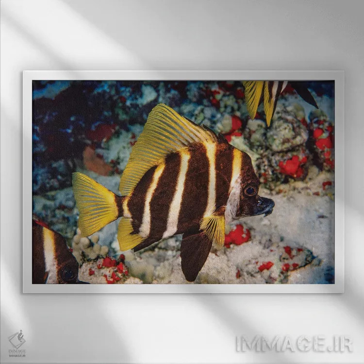 تابلو Evistias Acutirostris, Off The Hawaiian Islands,ماهی گراز راهراه (یا سبیلو)، جزایر هاوایی اثر دیوید فلیتهام - نمای قابدار سفید